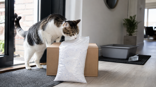 Kattenbakvulling abonnement thuisbezorgd met lichte Pacha™ kattenbakvulling voor meer gemak in huis
